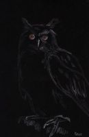 Night Owl